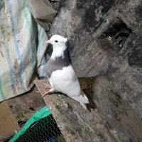 طوقی هفت رنگ