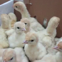 فرصت استثنایی جوجه بوقلمون بیوتی عمده