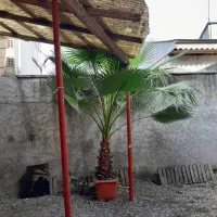 گل پالم حدود 3 متر داخل گلدان|گل و گیاه طبیعی|رشت, دیلمان|دیوار