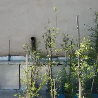 نهال میوه|گل و گیاه طبیعی|تهران, نیروی دریایی|دیوار