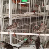 قناری نگرو موزایکی قرمز اورجینال|پرنده|اصفهان, زوان|دیوار