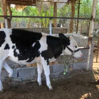 گوساله|حیوانات مزرعه|رامیان, |دیوار