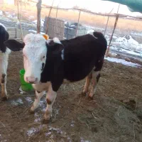 گاو|حیوانات مزرعه|ارومیه, |دیوار