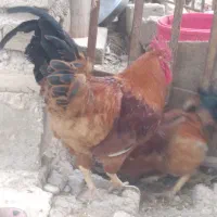 خروس محلی|حیوانات مزرعه|ضیاء آباد, |دیوار