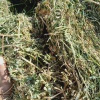 علوفه دامی کاه گندم یونج|لوازم جانبی حیوانات|دشتابی, |دیوار