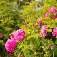 نهال گل محمدی خوش رنگ و بو.