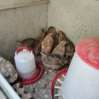 بلدرچین نروماده