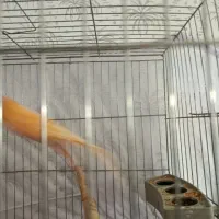 قناری سوپر سرخ کاکل|پرنده|گرمسار, |دیوار