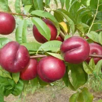 نهالستان فروش انواع نهال بادام،گردو و صنوبر|خدمات باغبانی و درختکاری|قم, چهل درخت‎|دیوار