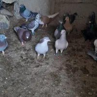 کفتر|پرنده|تربت‌حیدریه, پائین ولایت|دیوار