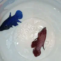 فایتر ماده گریددار