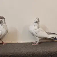 دوتا ماده کله دم سبز|پرنده|اصفهان, شاهد|دیوار