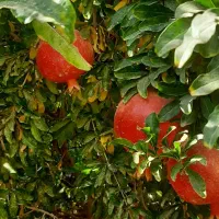 نهال انار انجیر توت کود مرغی|خدمات باغبانی و درختکاری|هشتگرد, هیو|دیوار