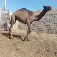 شترفروشی