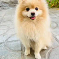 پامر خرسی اصل وارداتی نژاد روس