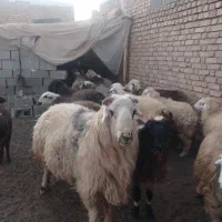 قوچ|حیوانات مزرعه|سمیرم, |دیوار