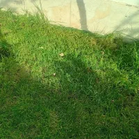 علف زن و خدمات باغبانی
