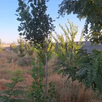 فروش باغ ۱۰۰۰ متری