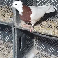 کفترخوب سفید تهرانی زاغ وطوقی آدرس پارسیان