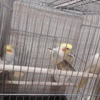 عروس هلندی آهویی لوتینو ودوکت همه یه جا دونه ۷۰۰