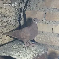 کبوتر|پرنده|ارسنجان, |دیوار