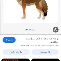 کره شغال پیداشده دستی هست