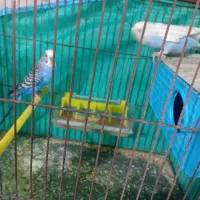 ۱ جفت مرغ عشق نژاد دار ریمبو