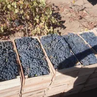 انگورشانی کردستان انگورسیاه دیمی انگور سیاه|خوردنی و آشامیدنی|تهران, میدان میوه و تره‌بار مرکزی|دیوار