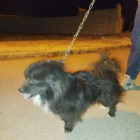 سگ پاکوتاه