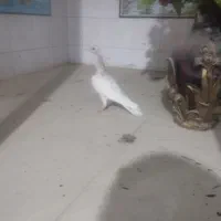 کبوتر سار هفترنگ