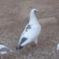 کفتر