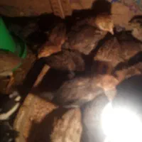 جوجه مرغ|حیوانات مزرعه|درمیان, |دیوار