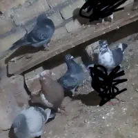 المانی|پرنده|تربت جام, جامرود|دیوار