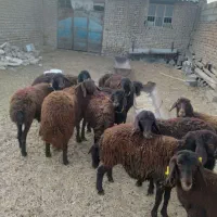 تعداد ۰ا راس بره ماده