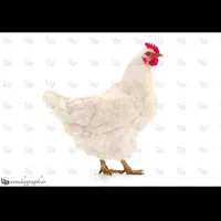 استخدام سالندار و نگهبان مرغداری