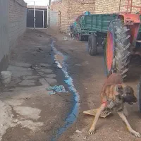 همدان|سگ|تهران, مطهری|دیوار