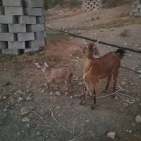 ۷راس گوسفند ۵راس کهره فروش فوری