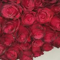 گل رز|گل و گیاه طبیعی|قنوات, |دیوار