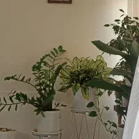 استخدام یک نفر خانم جهت امور منزل