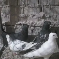 کفتر هوایی ۶تا