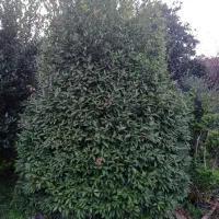 گل برگ بو|گل و گیاه طبیعی|چابکسر, |دیوار