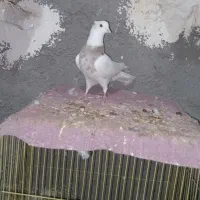 طوقی ماده خوشگل