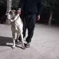 سگ.|سگ|عطاملک, |دیوار