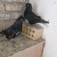 کبوتر پرنده|پرنده|حمیدیه, |دیوار