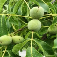باغ گردو غرق اباد