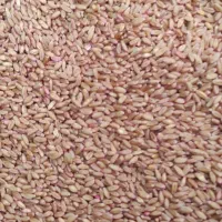 گندم بوجاری بذری