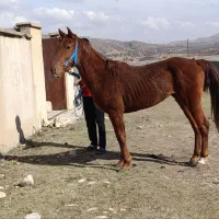 اسب|اسب و تجهیزات اسبسواری|چیتاب, |دیوار