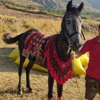 فروش اسب مادیان|اسب و تجهیزات اسب‌سواری|مشگین شهر, |دیوار