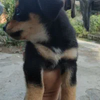 سگ پامر روباهی|سگ|گلوگاه, |دیوار