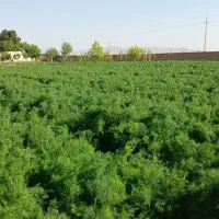 اموزش انواع کشت های پردرامدکشاورزی باسودهی بالا